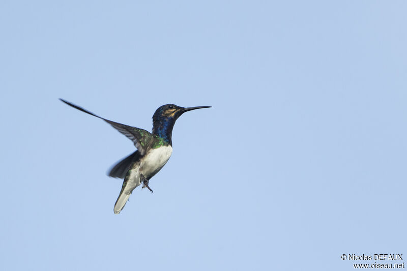 Colibri jacobin mâle juvénile, Vol