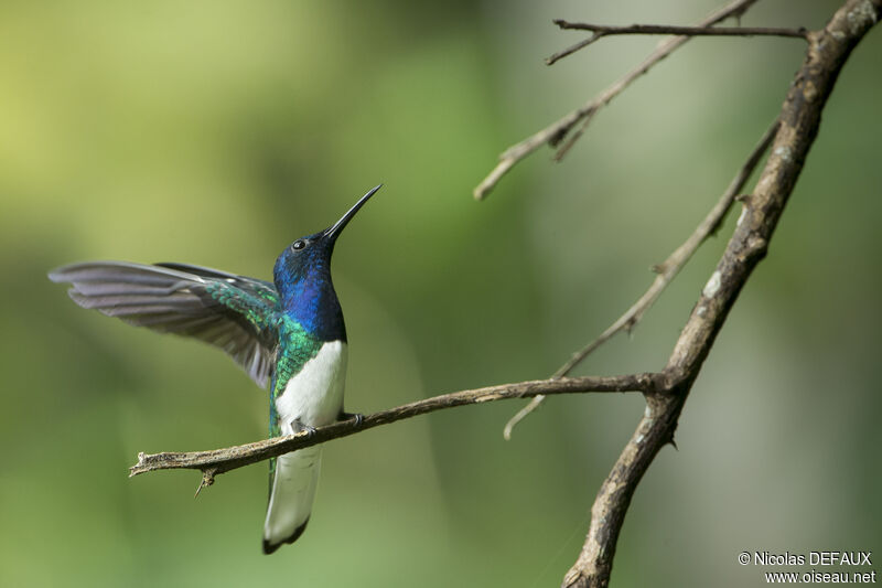 White-necked Jacobin male adult, close-up portrait