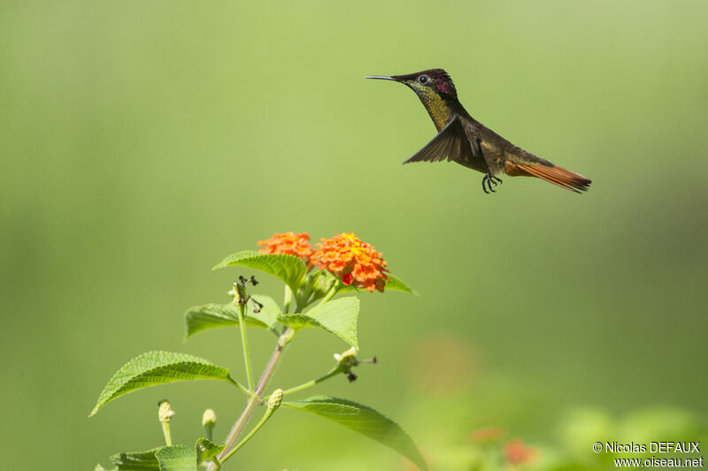 Ruby-topaz Hummingbird male adult, Flight, eats