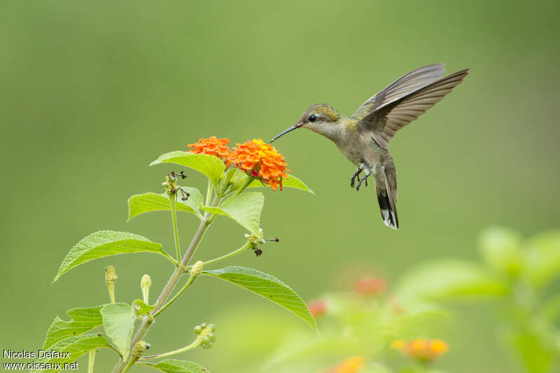 Ruby-topaz Hummingbird female adult, identification, Flight, eats