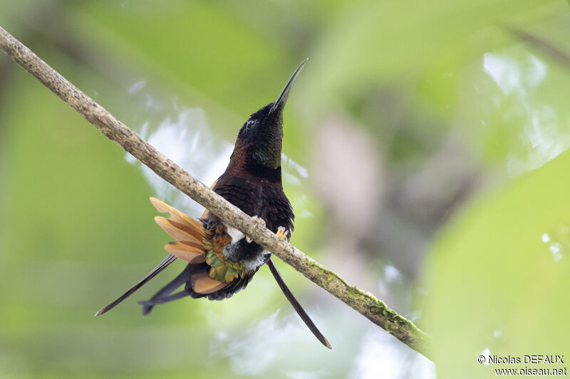 Colibri topaze mâle adulte nuptial, portrait