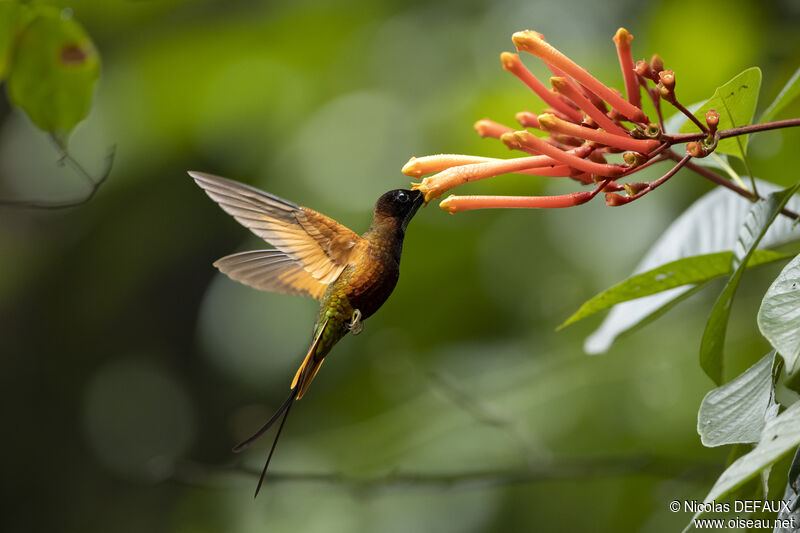 Colibri topaze mâle adulte nuptial, Vol, mange