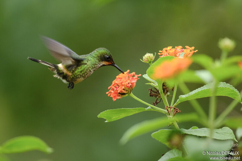 Racket-tailed Coquette female adult, Flight, eats