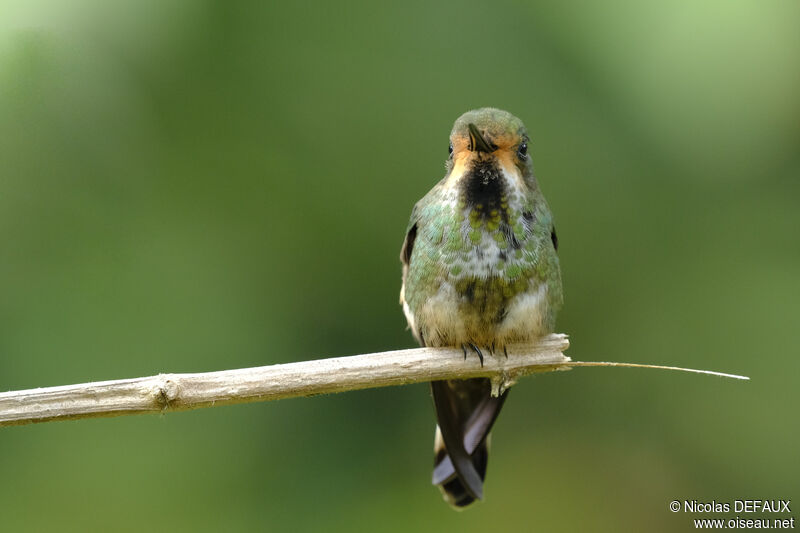 Racket-tailed Coquette female adult