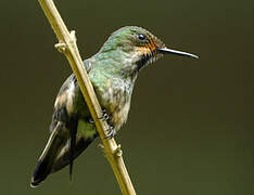 Racket-tailed Coquette