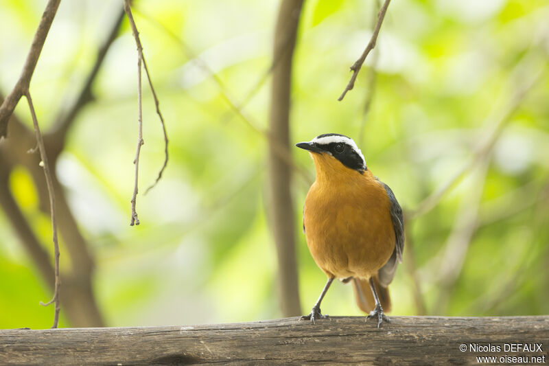 White-browed Robin-Chat, close-up portrait