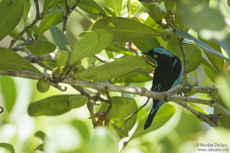 Black-faced Dacnis male