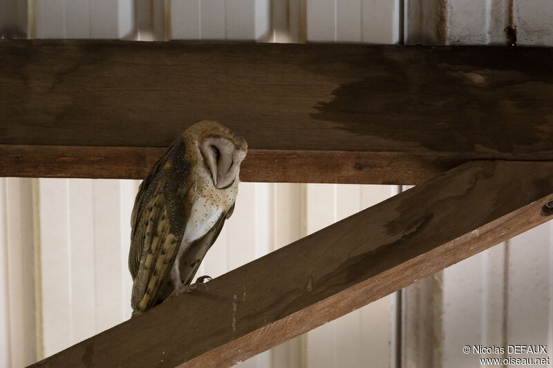 Western Barn Owl, close-up portrait