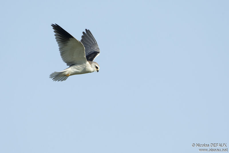 Black-winged Kite, Flight, fishing/hunting