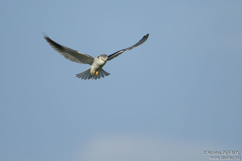Black-winged Kite, Flight, fishing/hunting