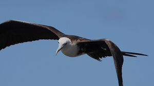 Magnificent Frigatebird 
&copy; Nicolas Defaux