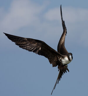 Magnificent Frigatebird 
&copy; Nicolas Defaux