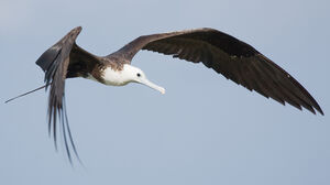Magnificent Frigatebird 
&copy; Nicolas Defaux