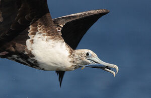 Magnificent Frigatebird 
&copy; Nicolas Defaux