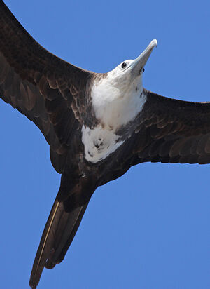 Magnificent Frigatebird 
&copy; Nicolas Defaux