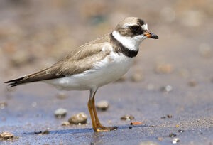 Semipalmated Plover