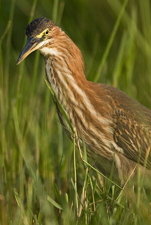 Green Heron 
&copy; Nicolas Defaux