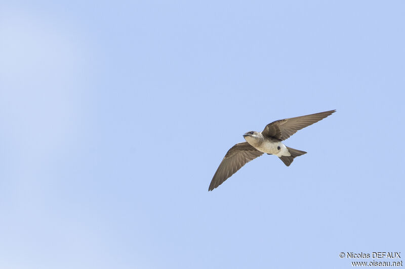 Brown-chested Martin, Flight