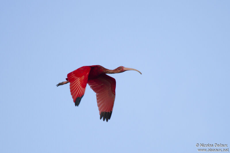 Ibis rouge, Vol