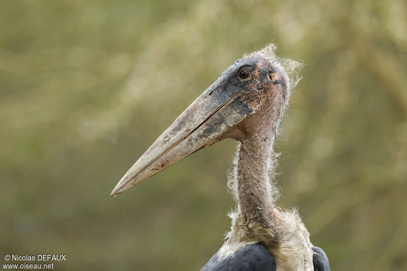 Marabou Stork male, close-up portrait