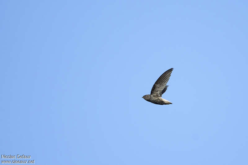 Short-tailed Swift, identification, Flight