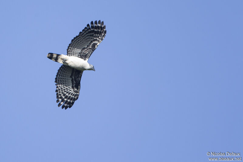 Grey-headed Kite, Flight