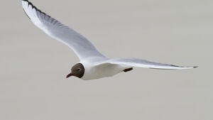 Black-headed Gull