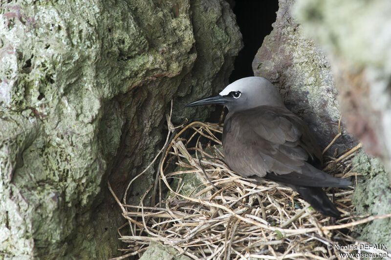Brown Noddy, Reproduction-nesting