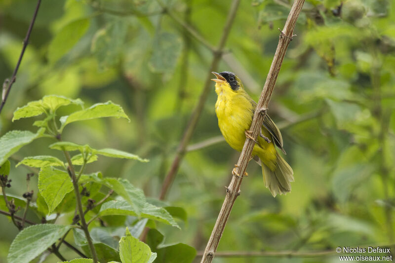 Masked Yellowthroat, song