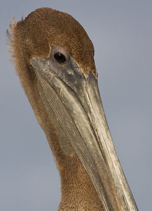 Brown Pelican
