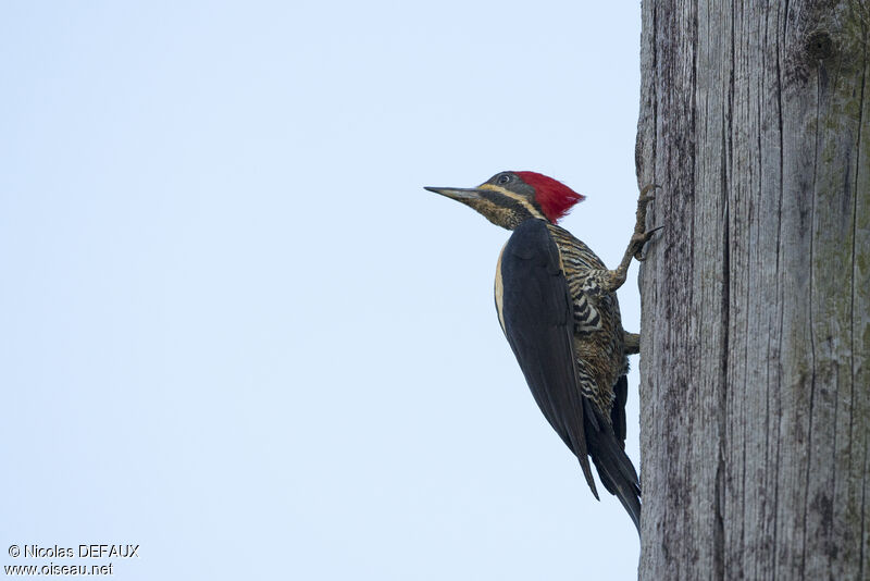 Lineated Woodpecker female