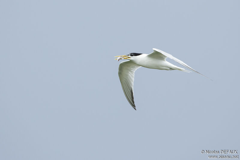 Cabot's Tern (eurygnathus), Flight, eats