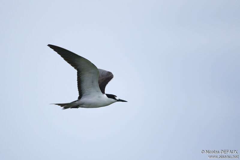 Sooty Tern, Flight