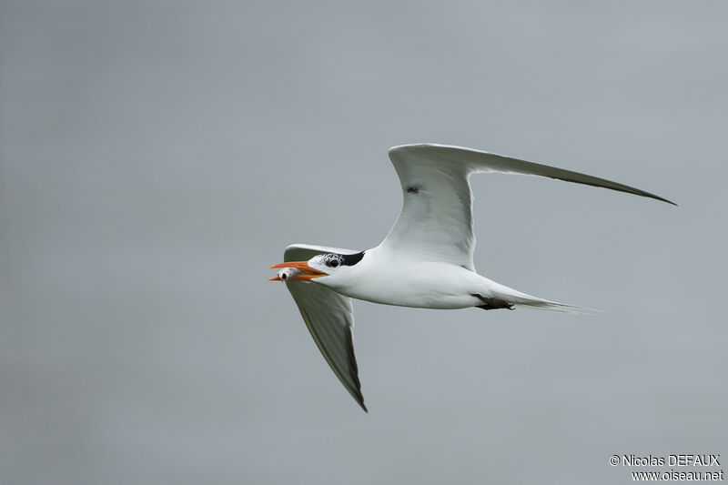 Royal Tern, close-up portrait, Flight, eats