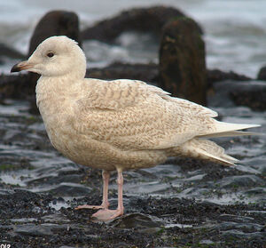 Iceland Gull 
&copy; Nicolas Hoffmann