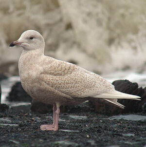 Iceland Gull 
&copy; Nicolas Hoffmann