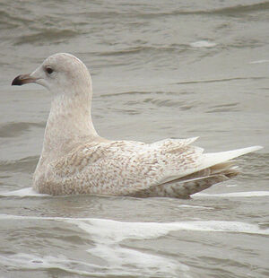 Iceland Gull 
&copy; Nicolas Hoffmann