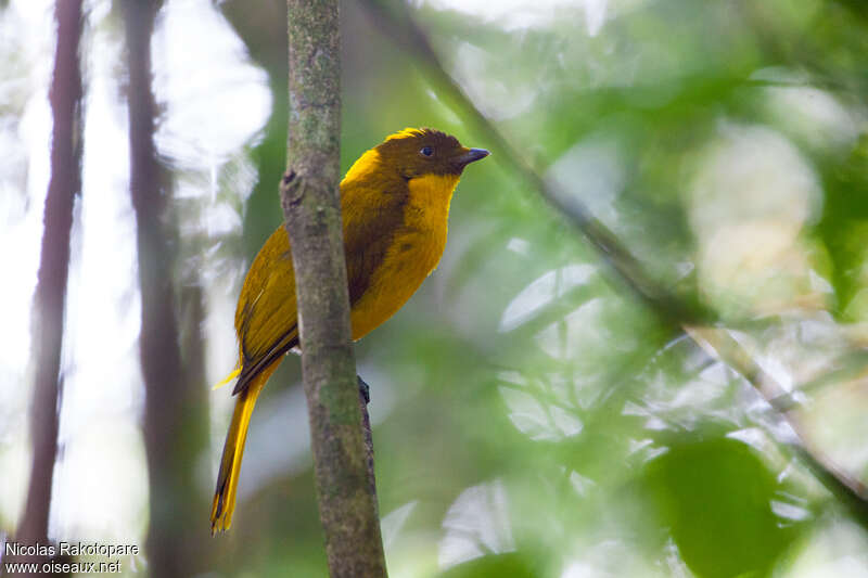 Golden Bowerbird male adult, identification
