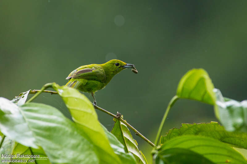 Lesser Green Leafbird female adult, feeding habits