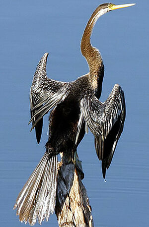 Anhinga roux