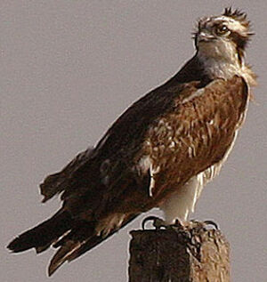 Western Osprey