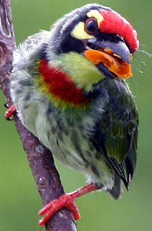 Barbu à plastron rouge
