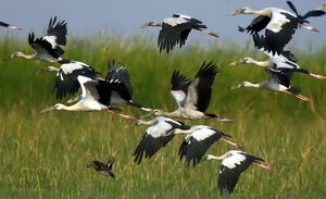 Asian Openbill