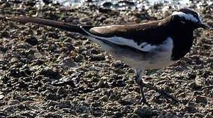 White-browed Wagtail