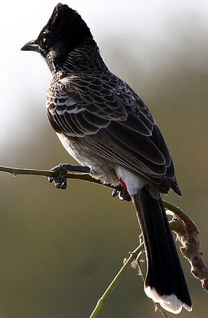 Red-vented Bulbul