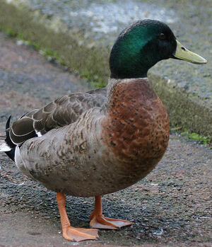 Canard colvert