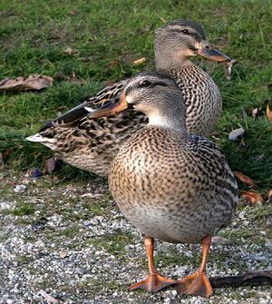 Canard colvert
