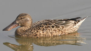 Northern Shoveler 
&copy; Niraj Vijaykumar Mistry