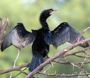 Cormoran de Vieillot