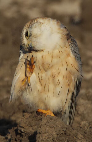 Merlin